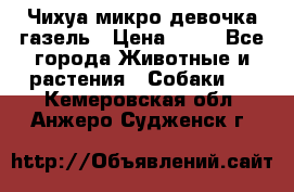 Чихуа микро девочка газель › Цена ­ 65 - Все города Животные и растения » Собаки   . Кемеровская обл.,Анжеро-Судженск г.